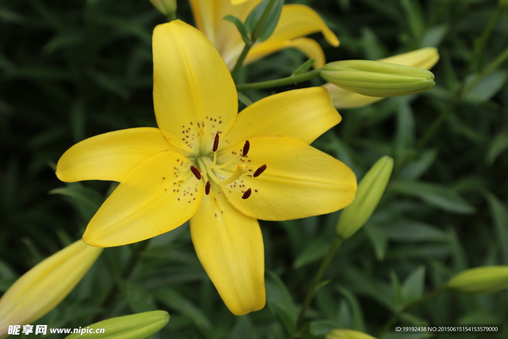 百合花