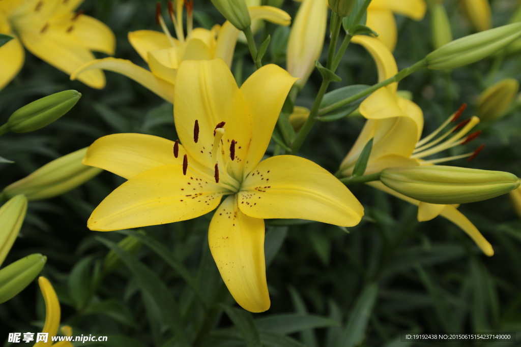 百合花