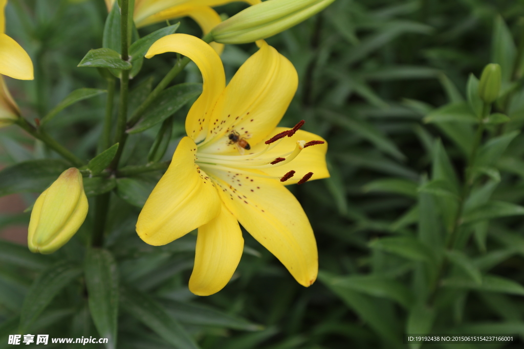 百合花