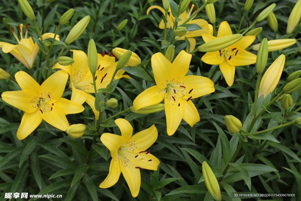 百合花