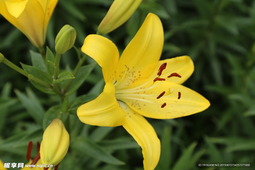 百合花