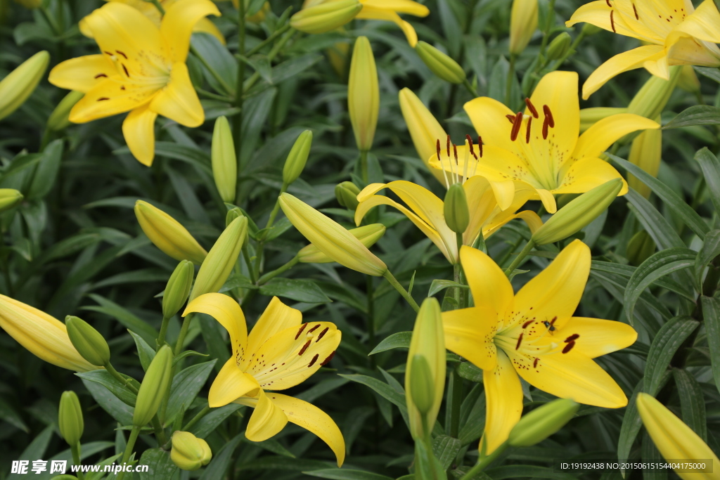 百合花