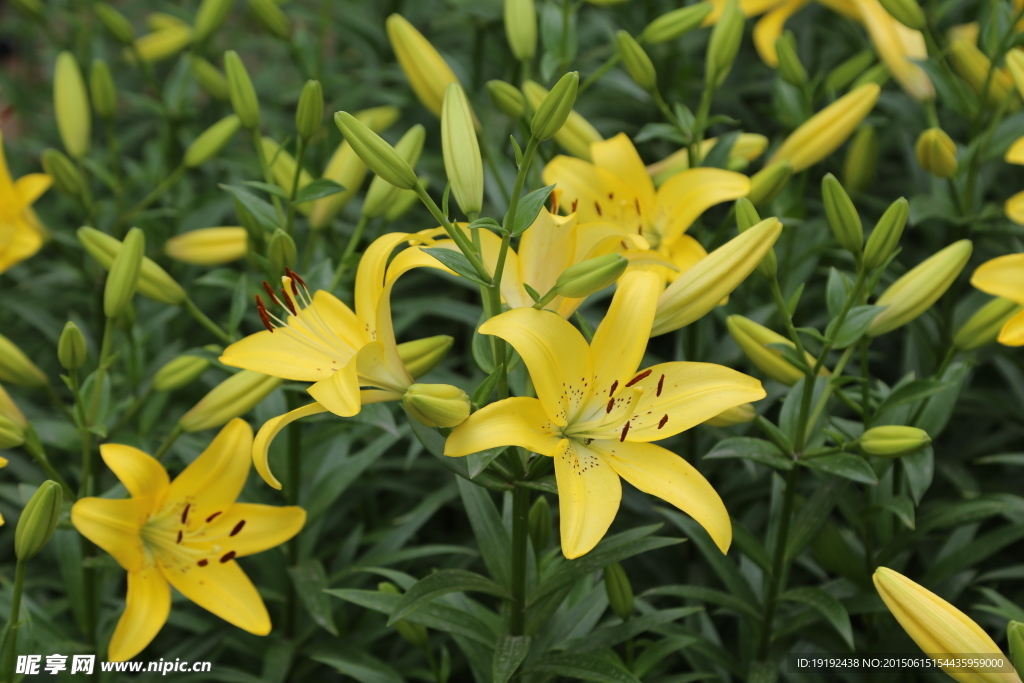 百合花