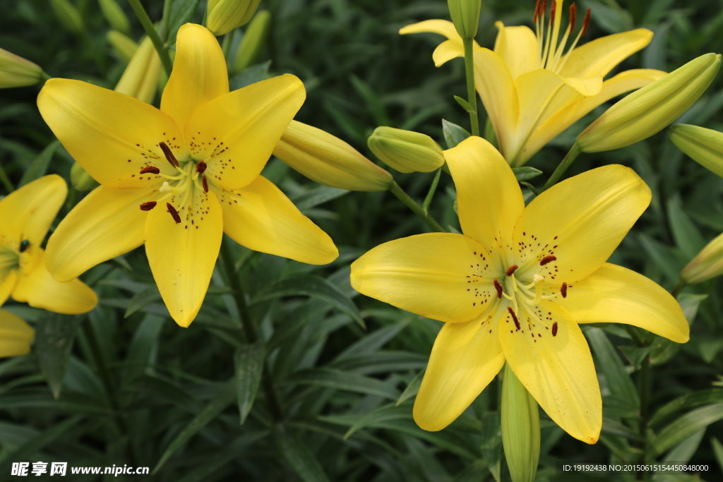 百合花