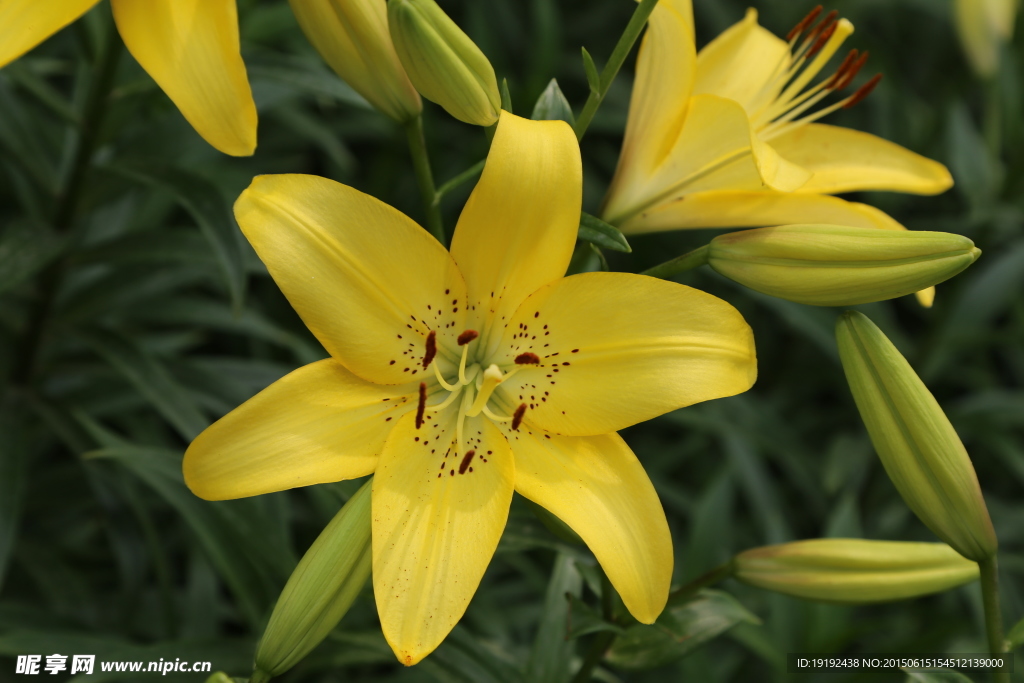 百合花
