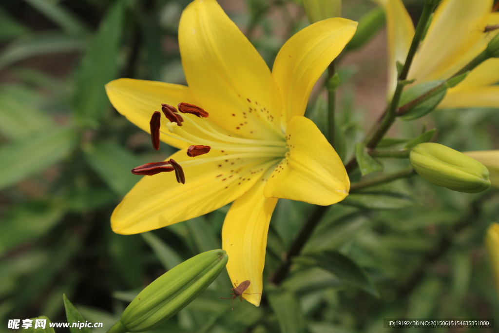 百合花
