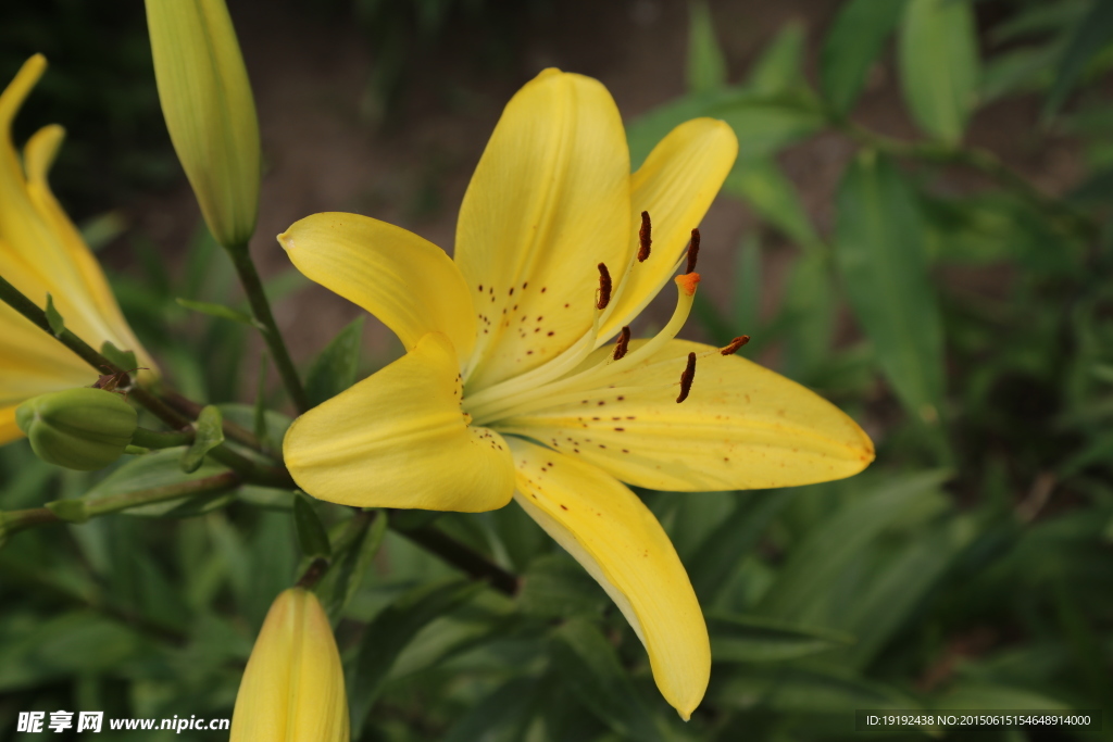 百合花
