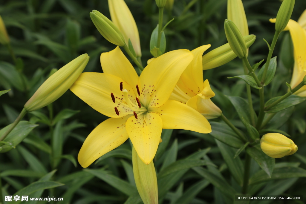 百合花