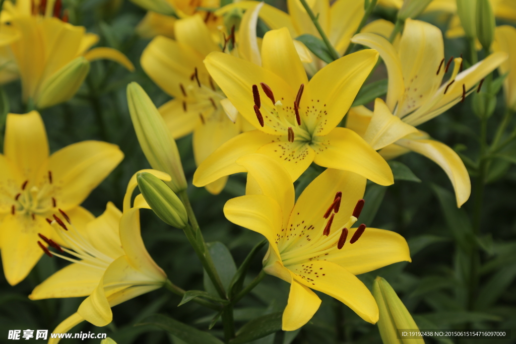 百合花