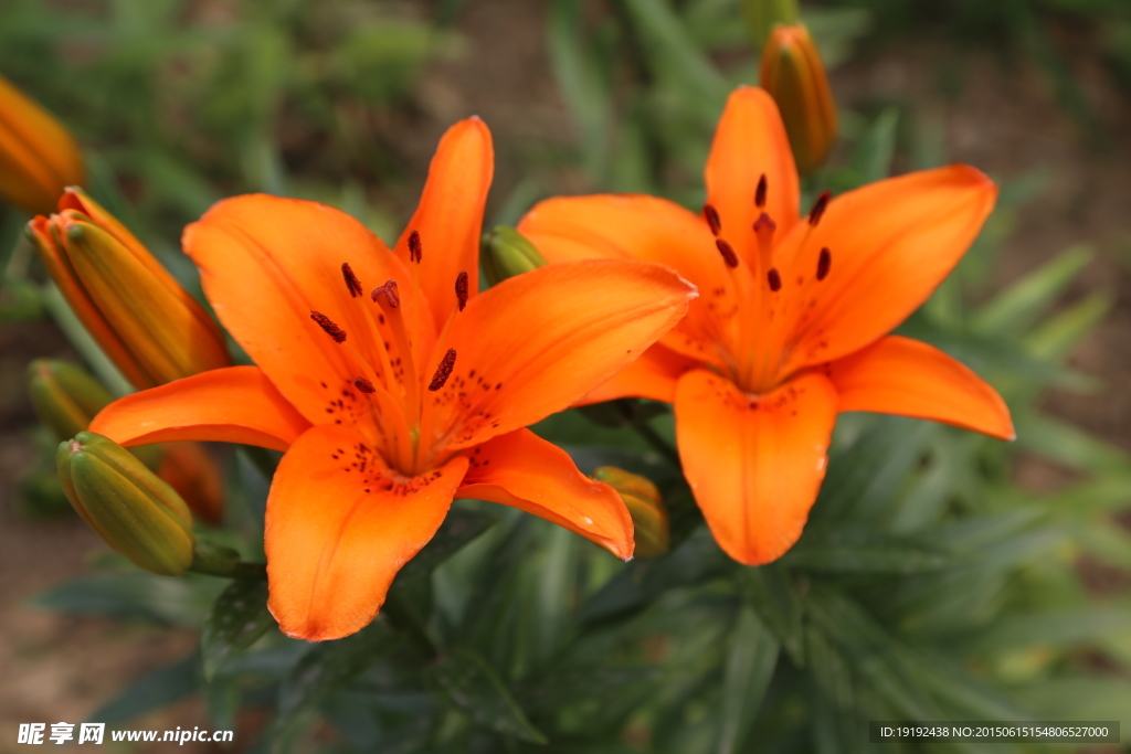 百合花