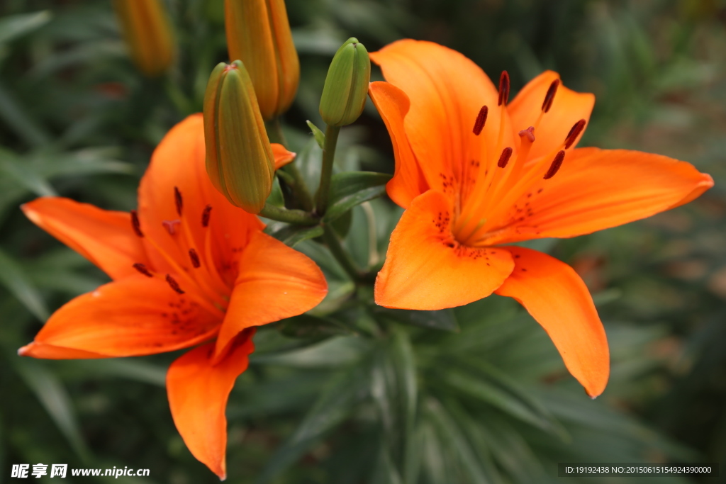 百合花