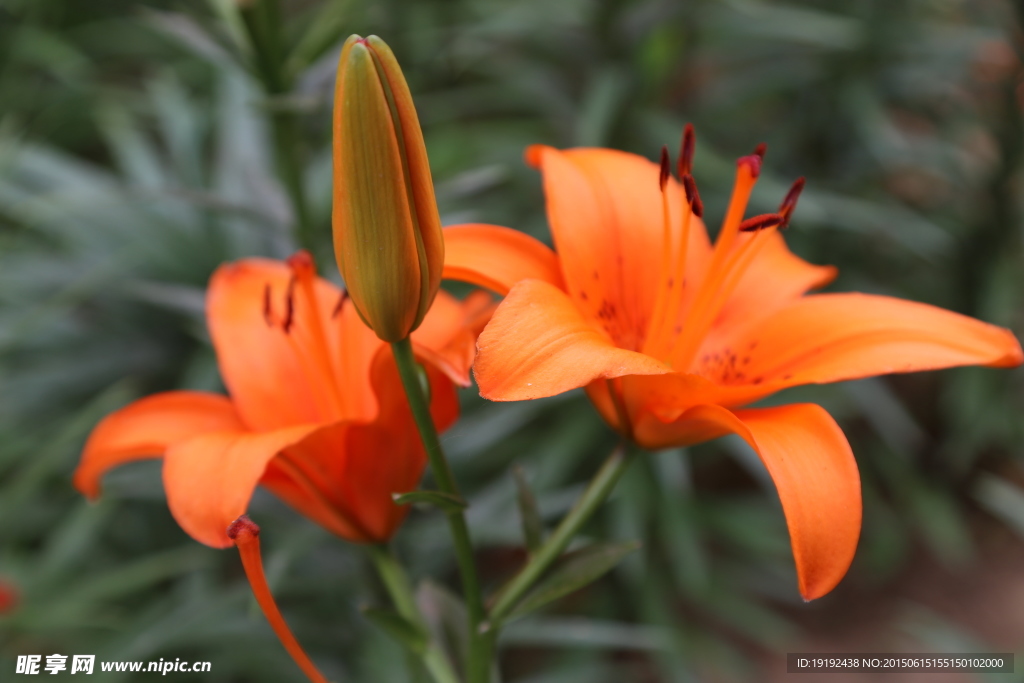 百合花