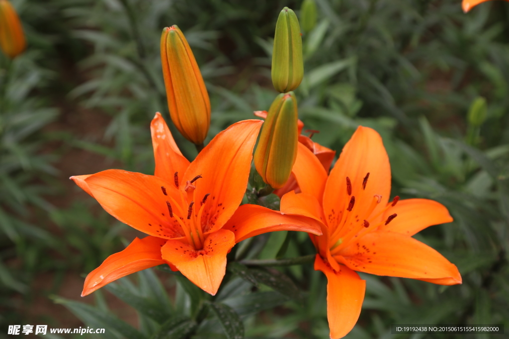 百合花