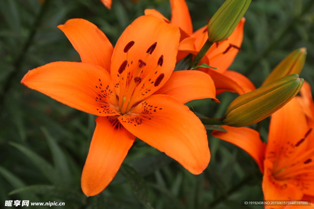 百合花