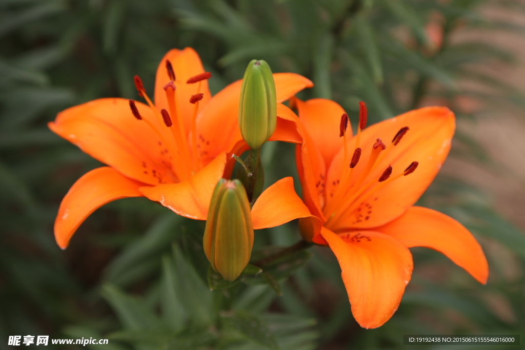 百合花