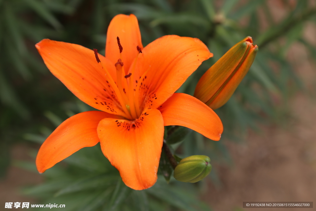 百合花