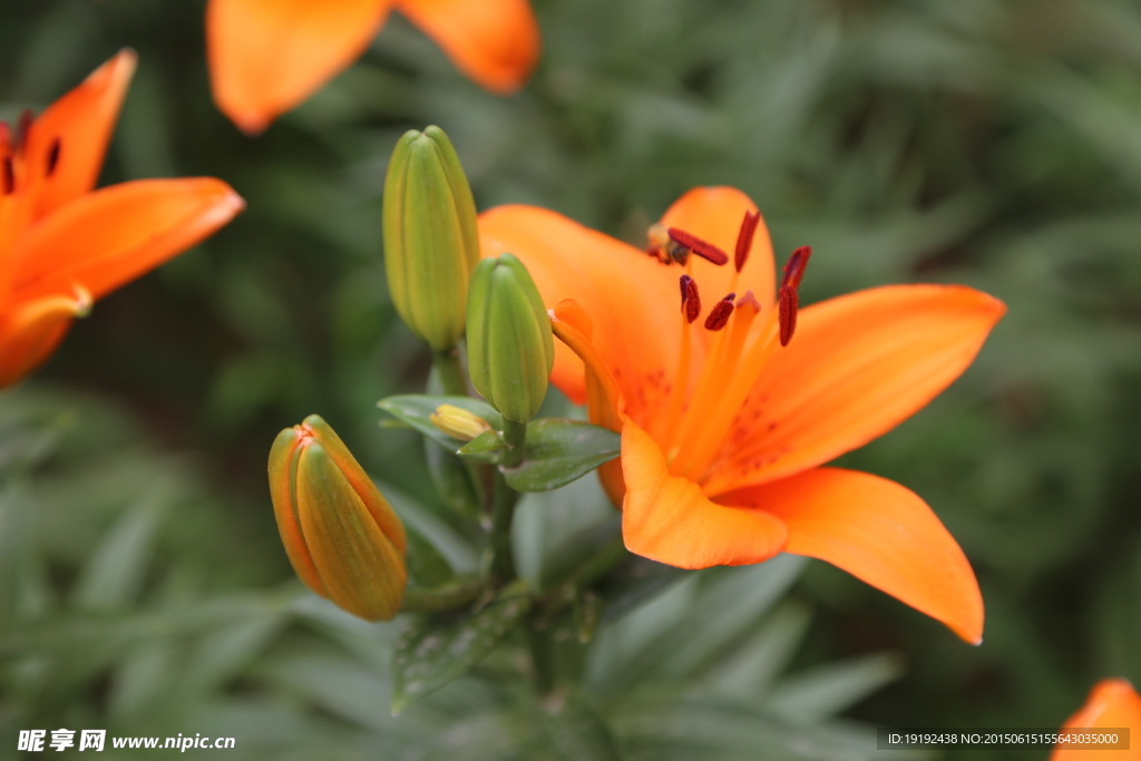 百合花