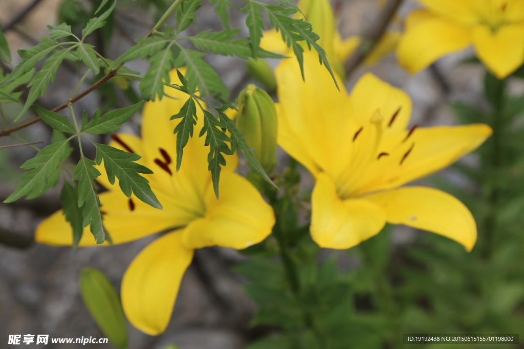 百合花