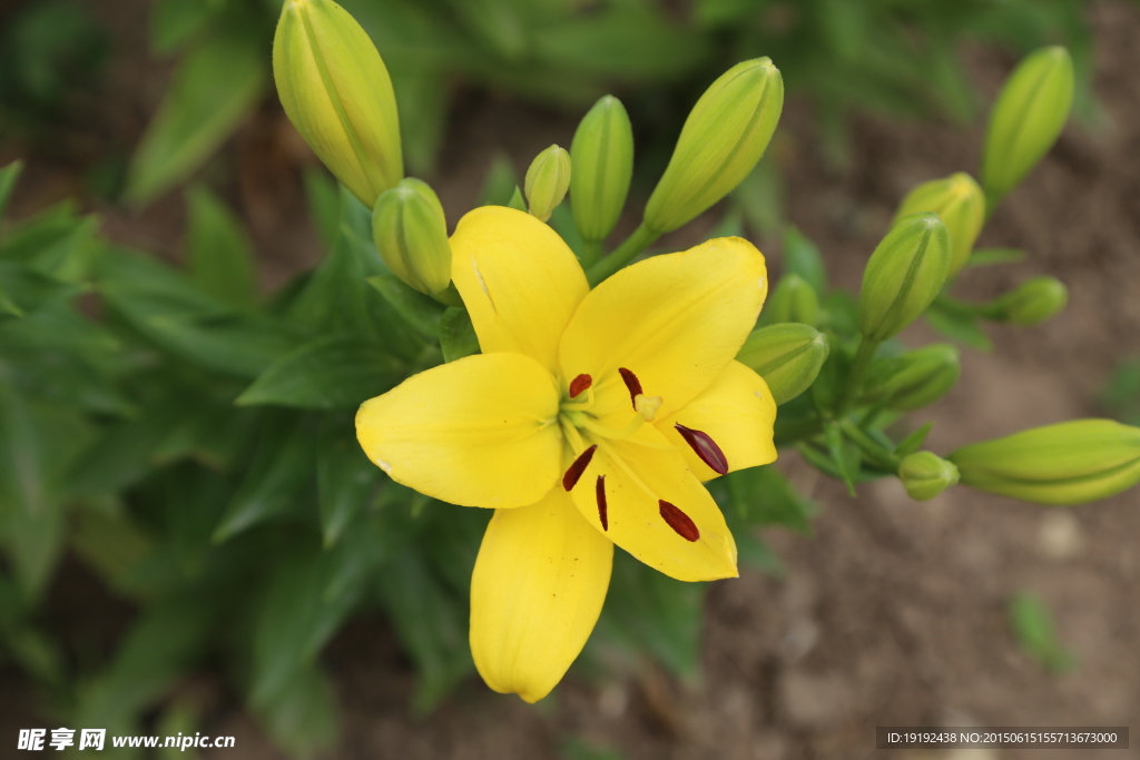 百合花