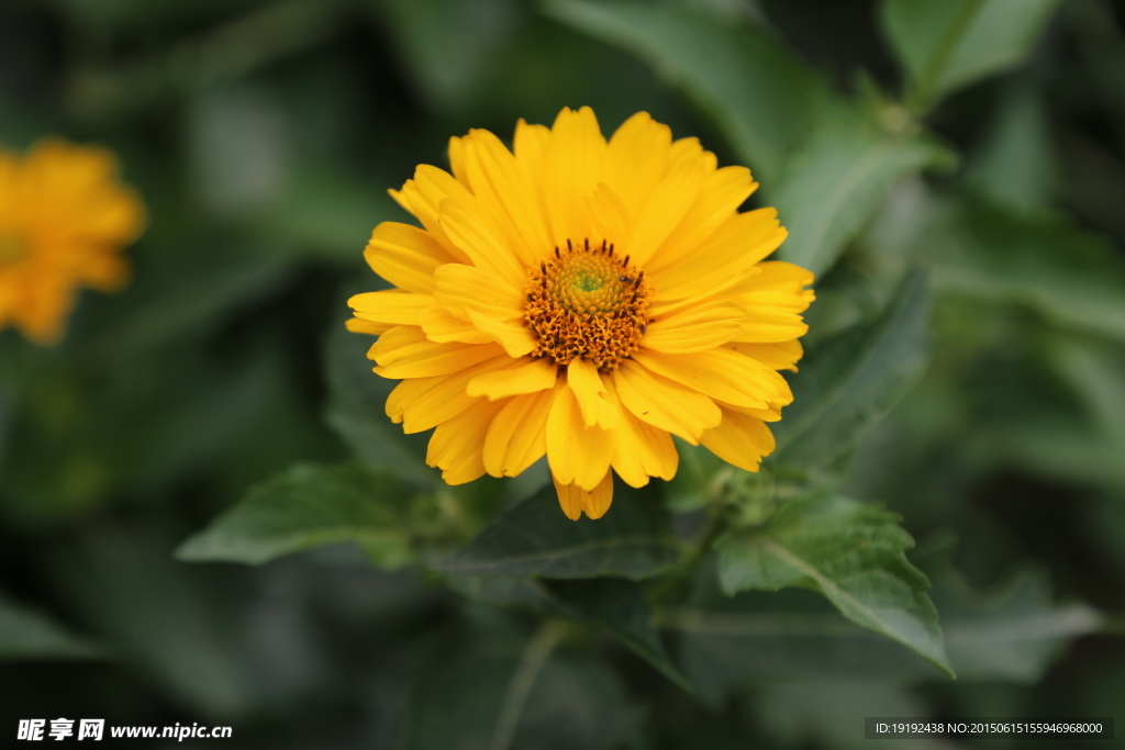 黄色菊花