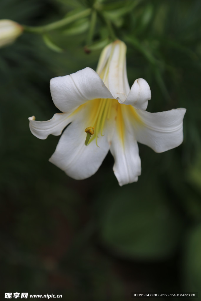 萱草