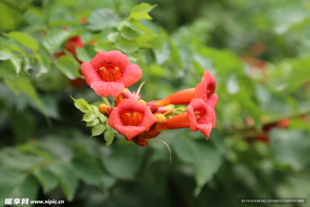 凌霄花