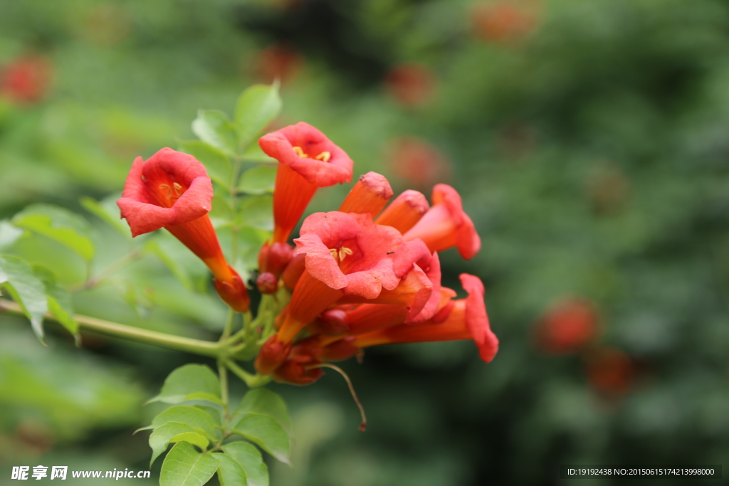 凌霄花