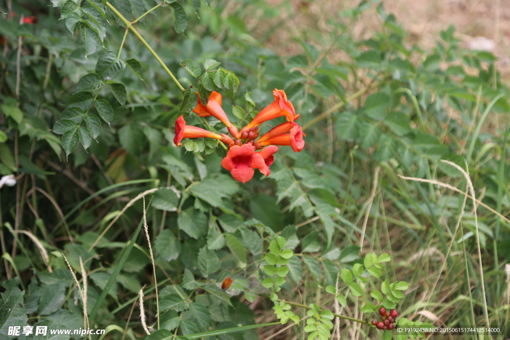 凌霄花