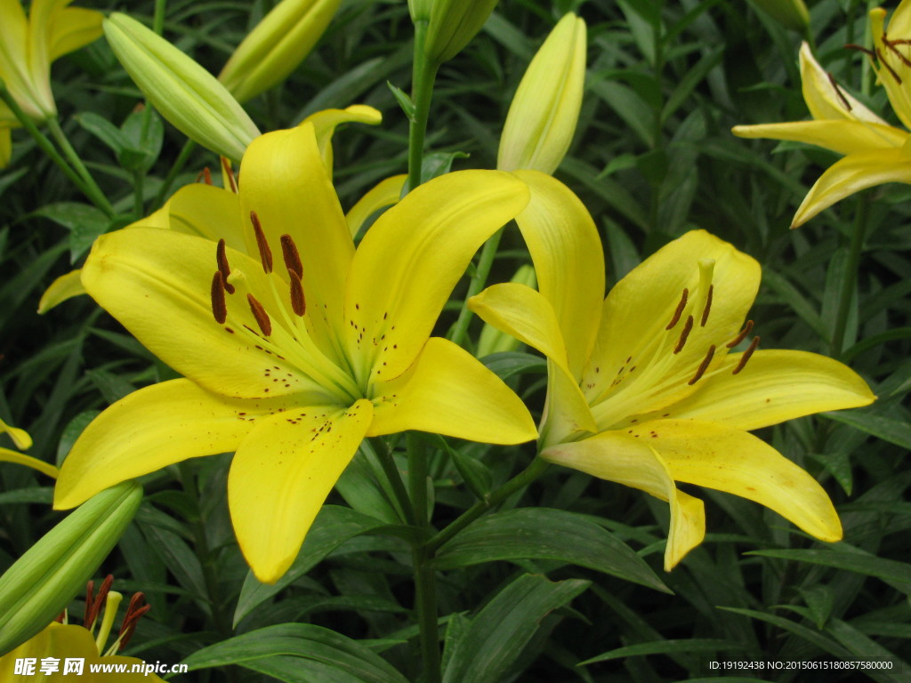 百合花