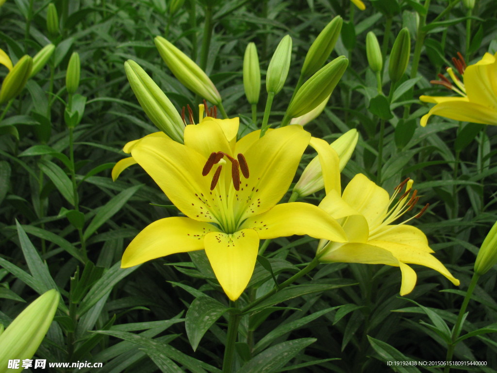 百合花