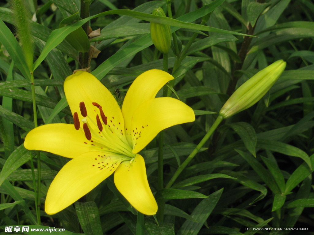 百合花
