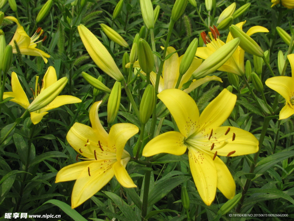 百合花