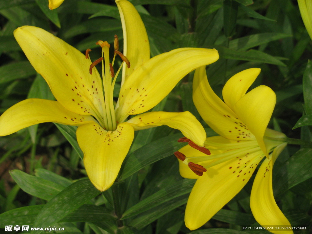 百合花