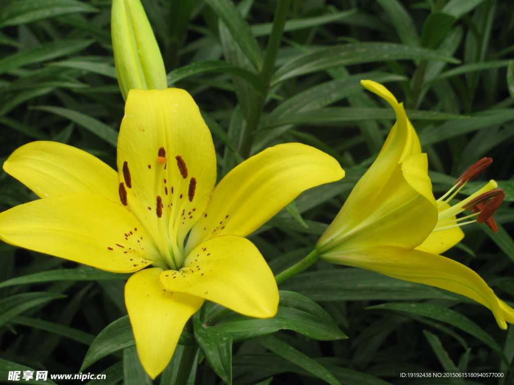 百合花
