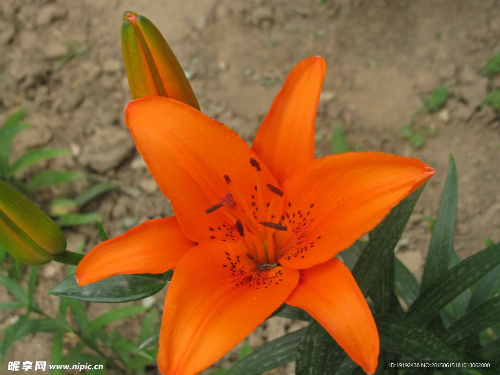 百合花