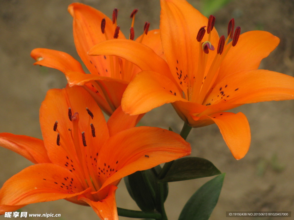 百合花
