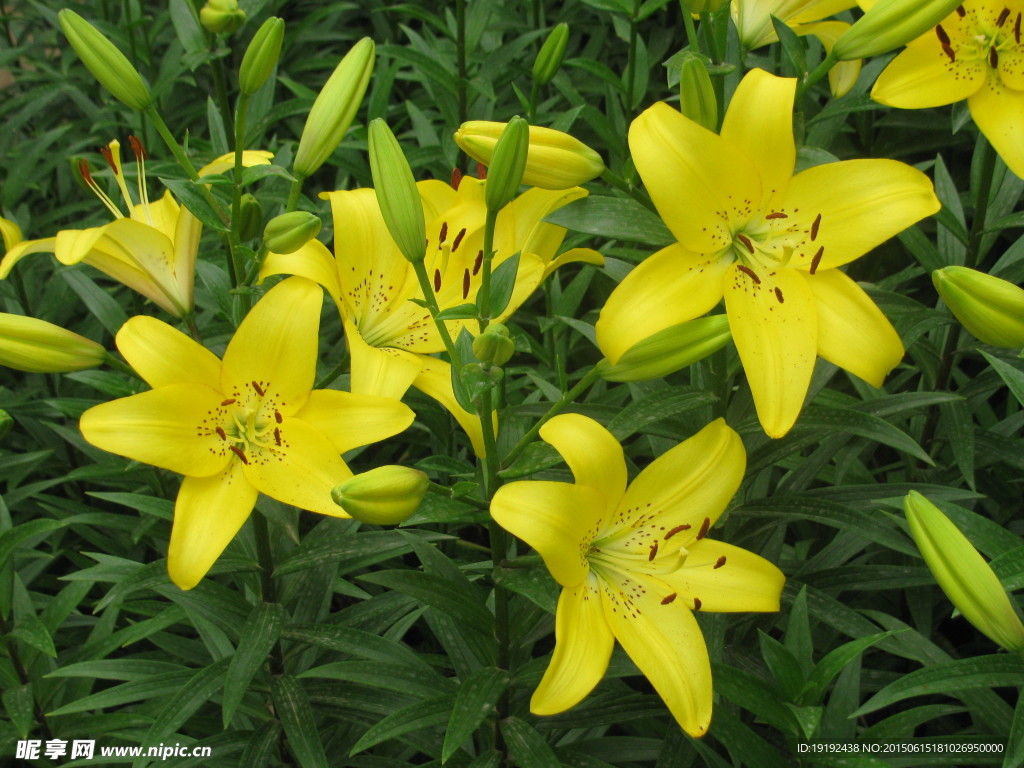 百合花