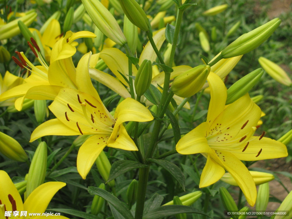百合花