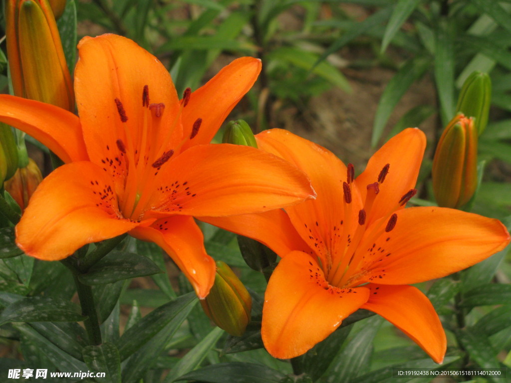百合花