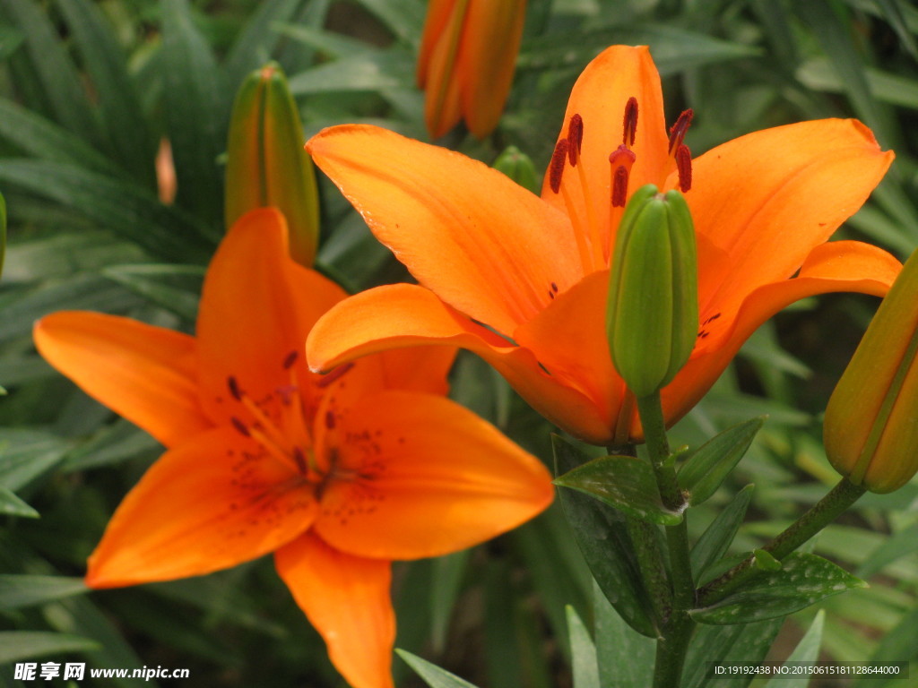 百合花