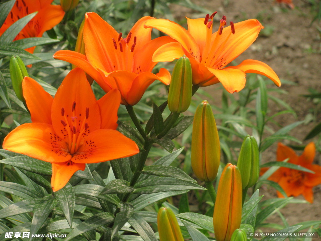 百合花