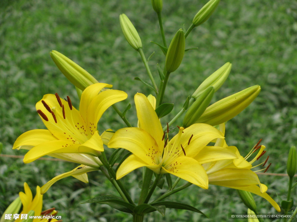 百合花