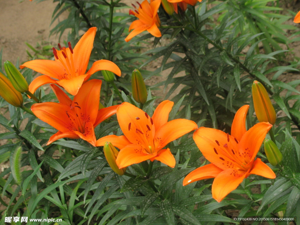 百合花