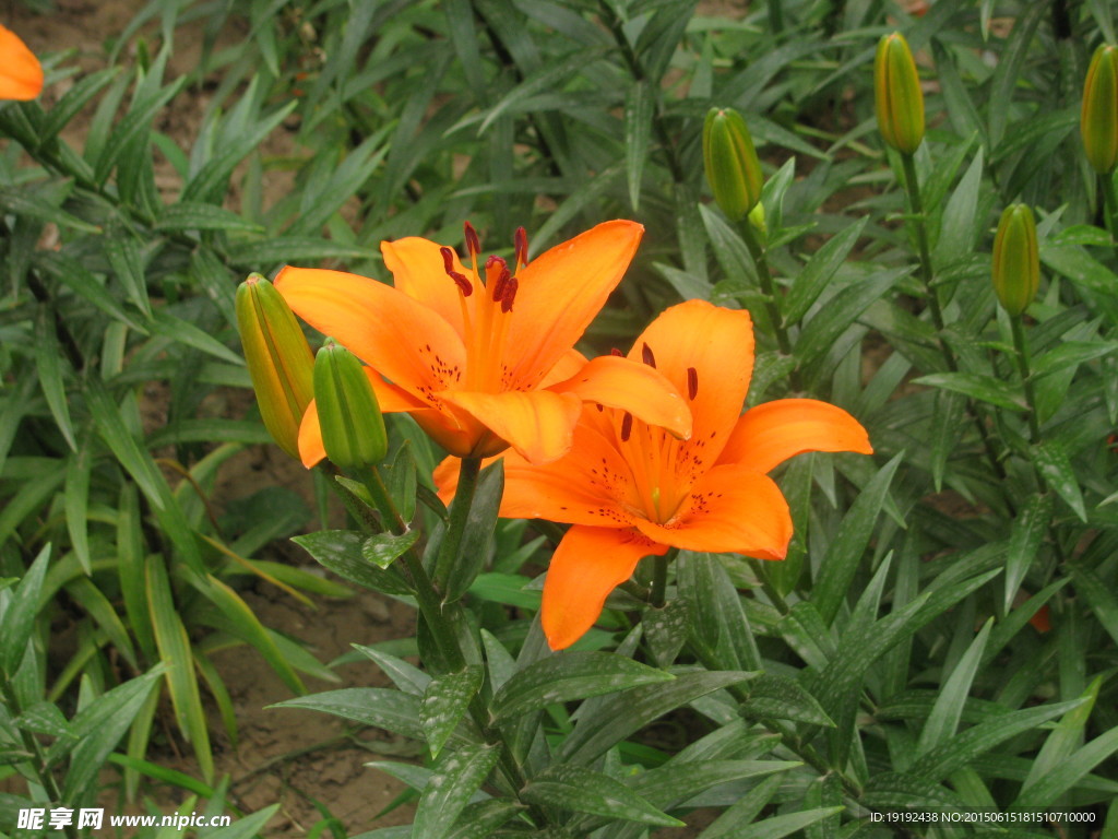 百合花