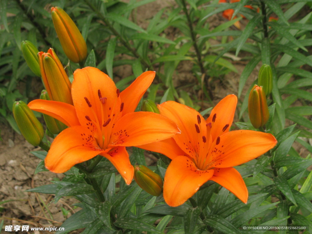 百合花
