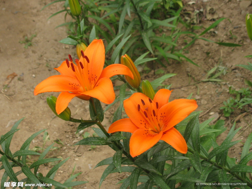 百合花