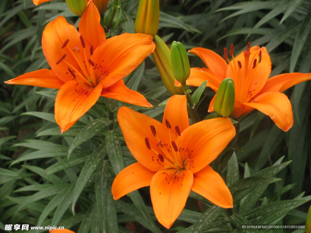 百合花