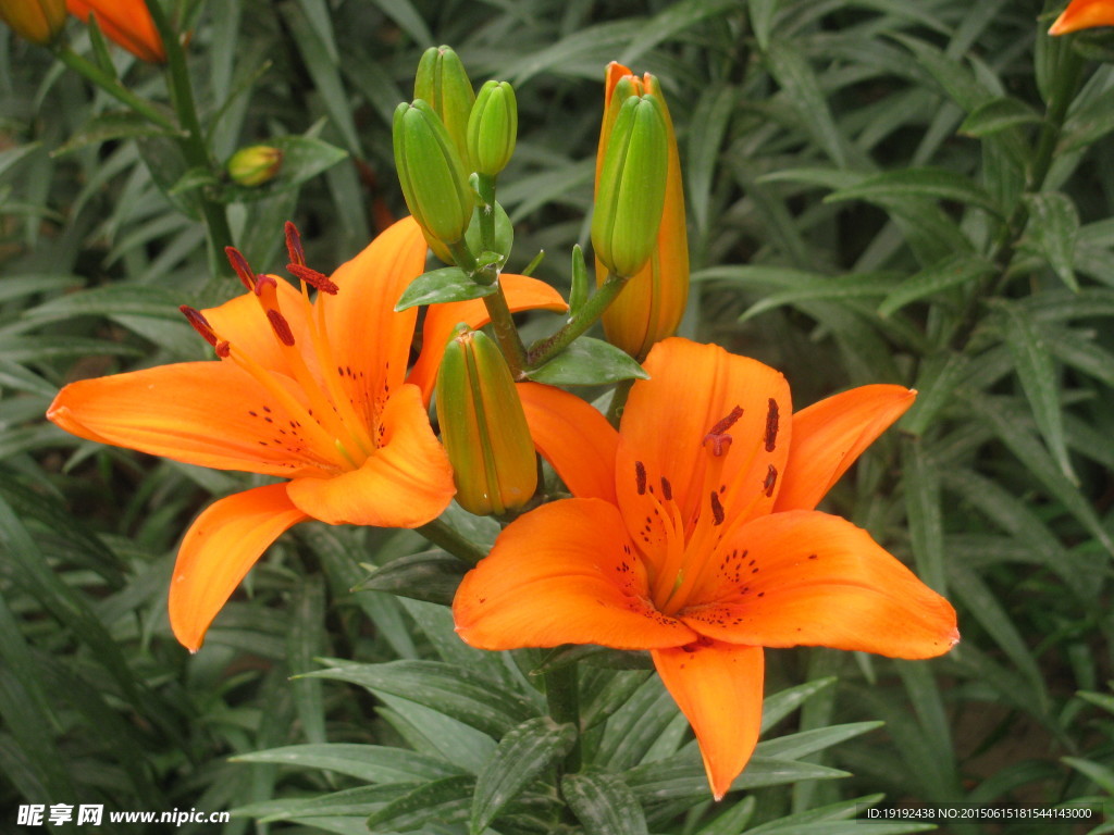百合花