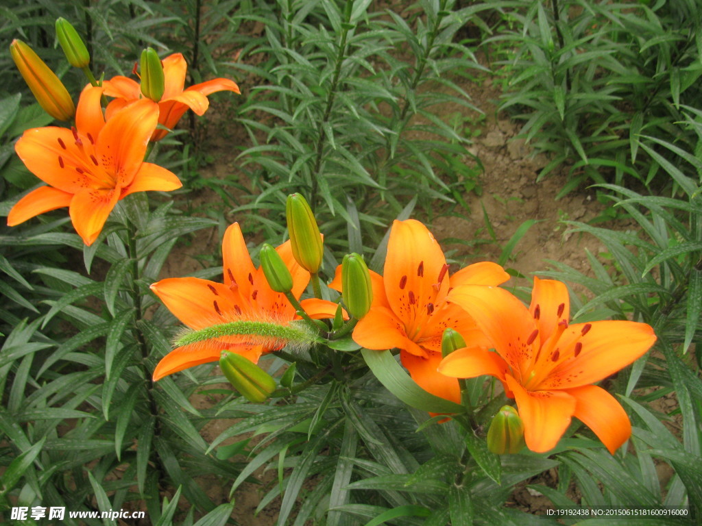 百合花