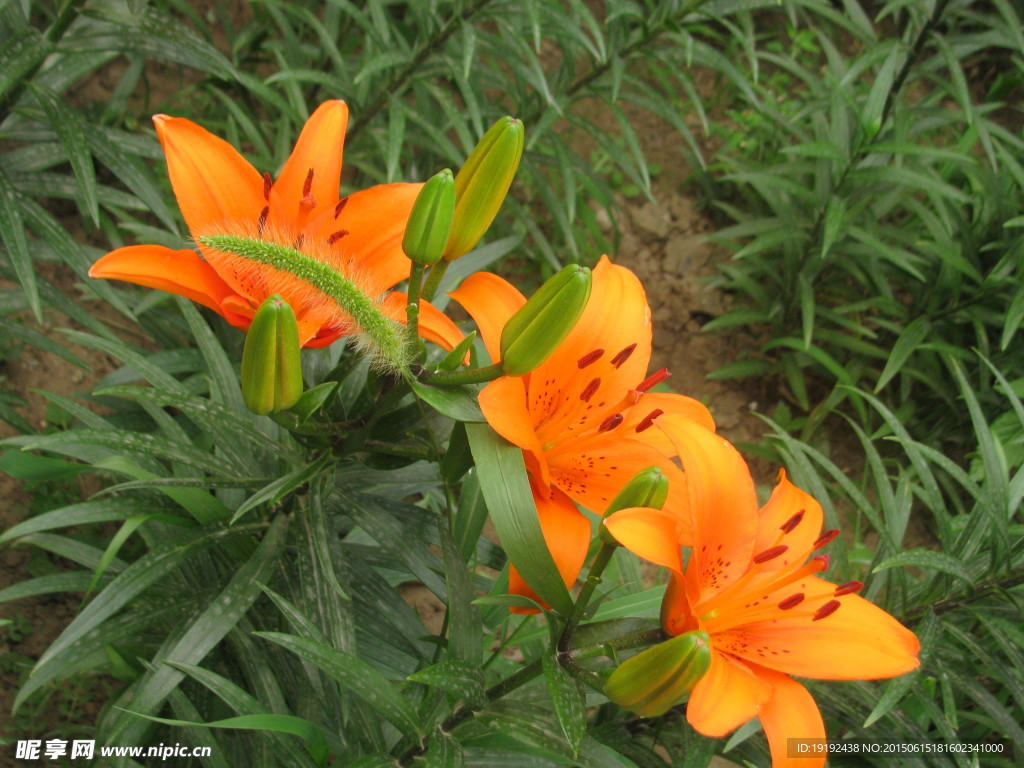 百合花